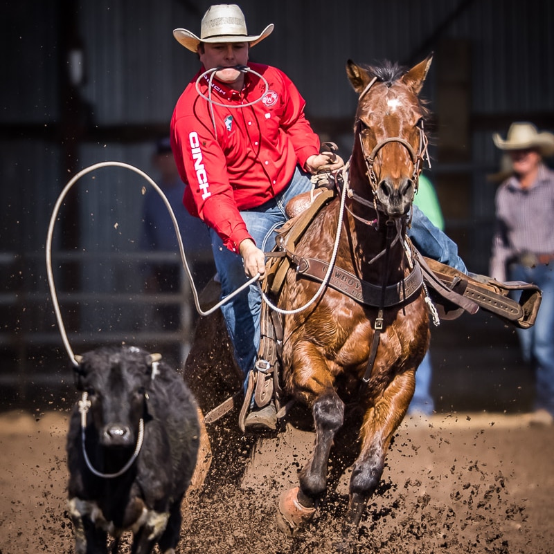 A man on horseback throws a rope around a calf's neck