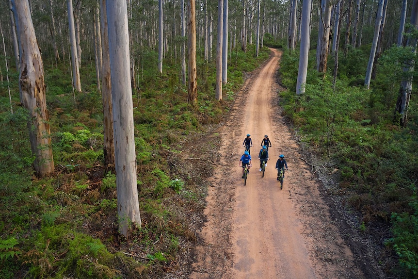 Mountain bikers in the Boranup forest.