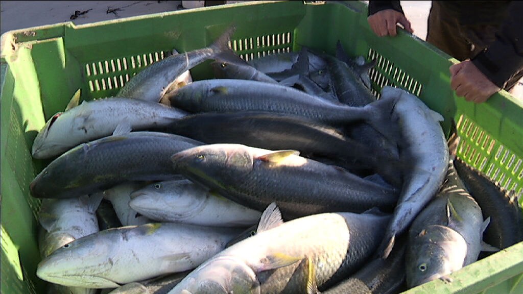 Кахавай рыба цена фото Опасную рыбу заготовили для потребителей