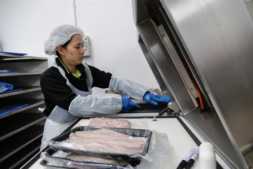 A woman wearing an apron, gloves and hairnet places a tray of fish fillets onto a cryovac machine.