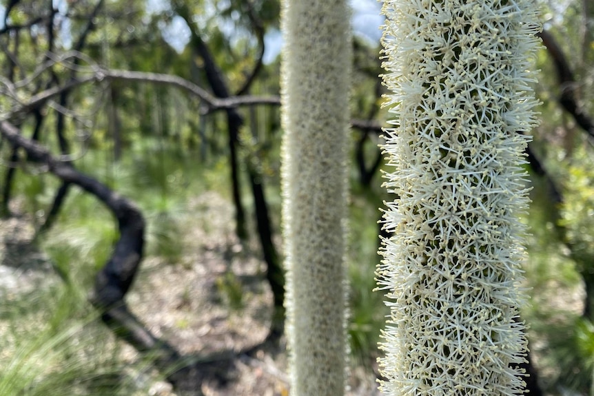 kgari grass flower