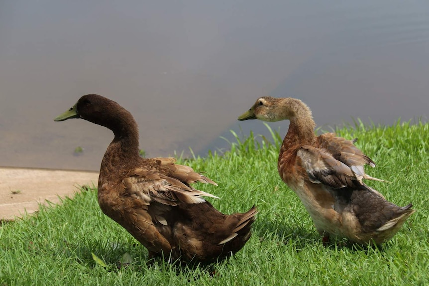 Native Australian ducks arch their backs by a lake.