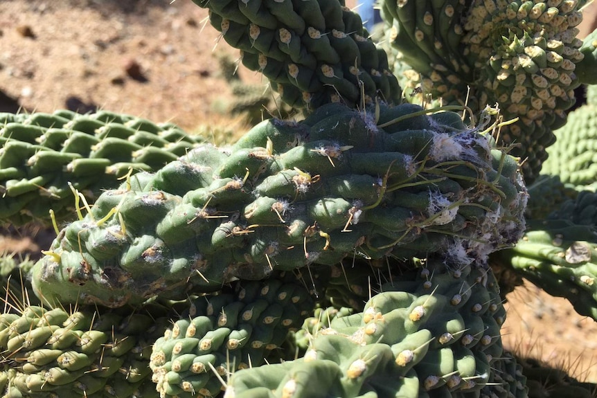 Coral cactus infected with bugs