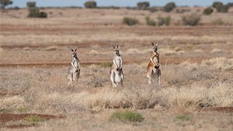 Three kangaroos sitting in a paddock.