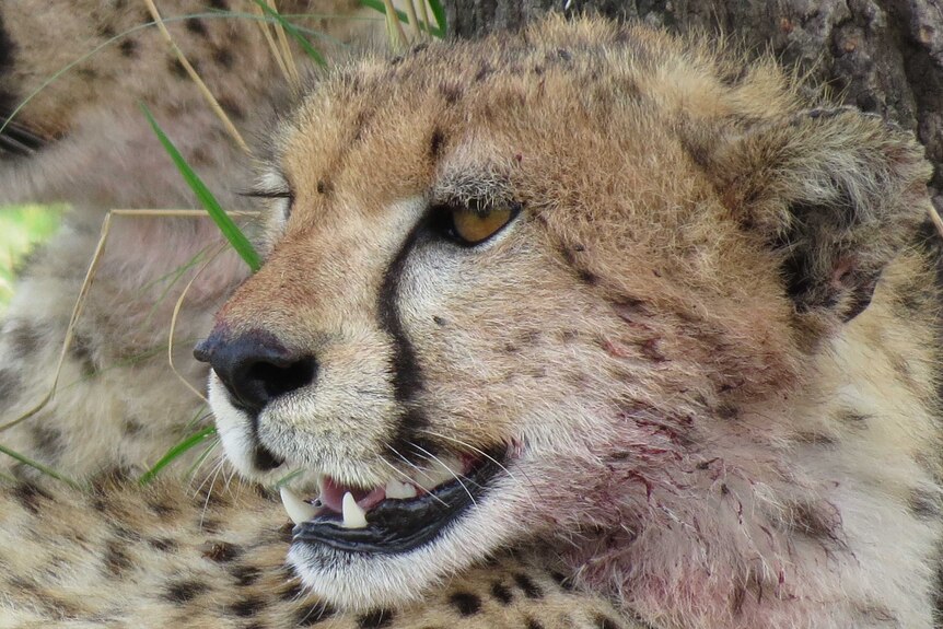 A close up of a cheetah who has just fed, so has some blood on the fur of its face