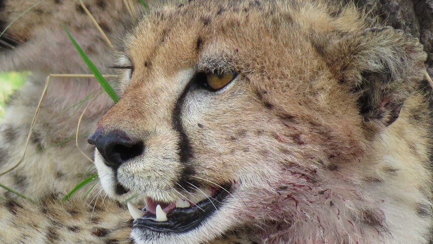 A close up of a cheetah who has just fed, so has some blood on the fur of its face