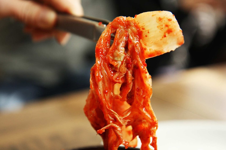 Kimchi, a Korean spicy pickle, being picked up with some tongs