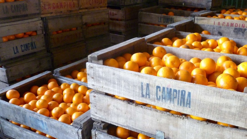 Citrus in wooden crates