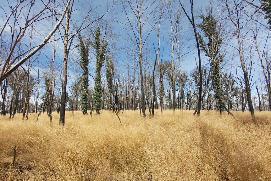 Trees with no leaves and some with shrubby regrowth stand in grassland. 