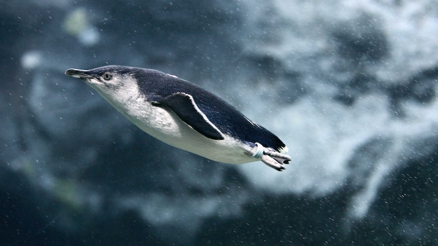 Little penguin swimming