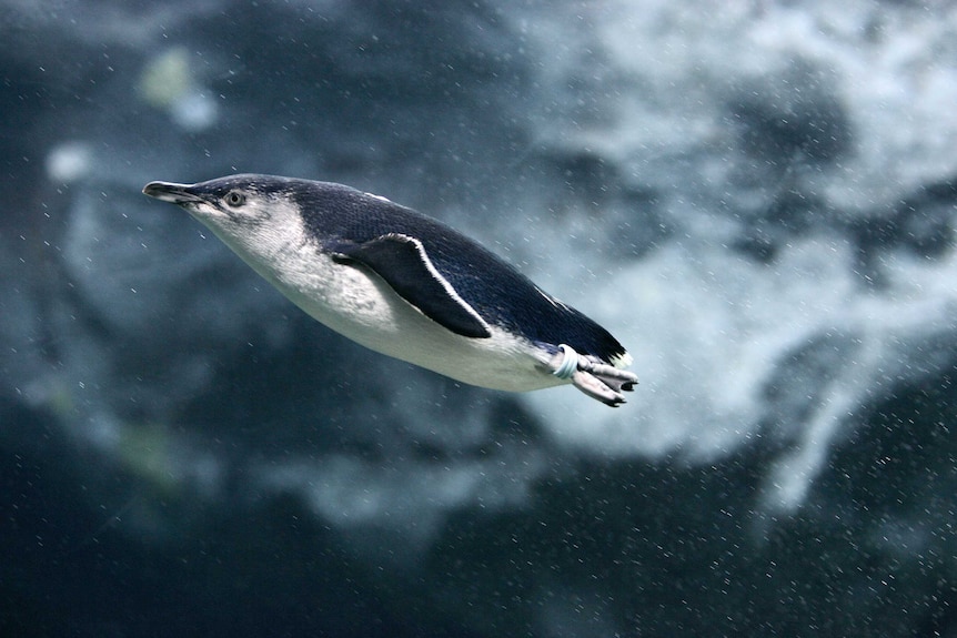 Little penguin swimming