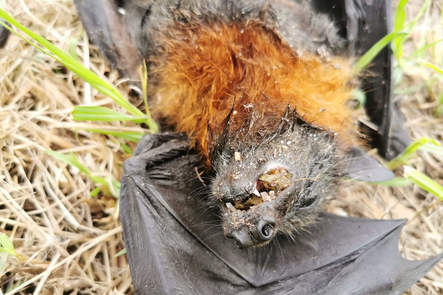 Close up image of a dead red and black bat with fruit in its open mouth