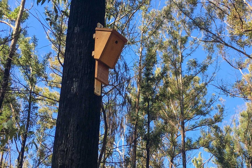 A wooden nesting box attached to a tall tree in a forest.