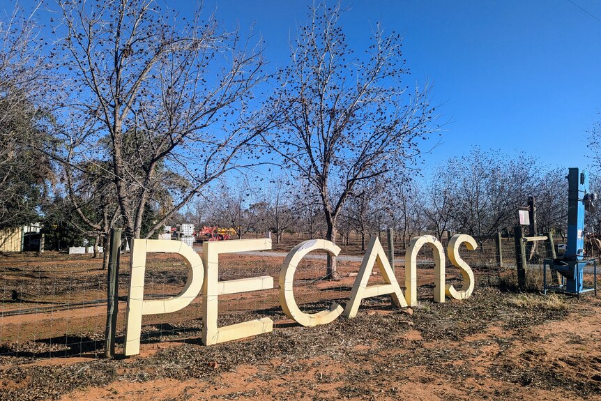 Yellow block letter spell out the word Pecans in front of a wire fence and pecan trees during winter.