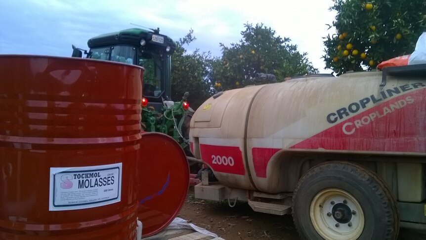 A red barrel sits in front of a tractor pulling a tank. There are orange trees in the background.