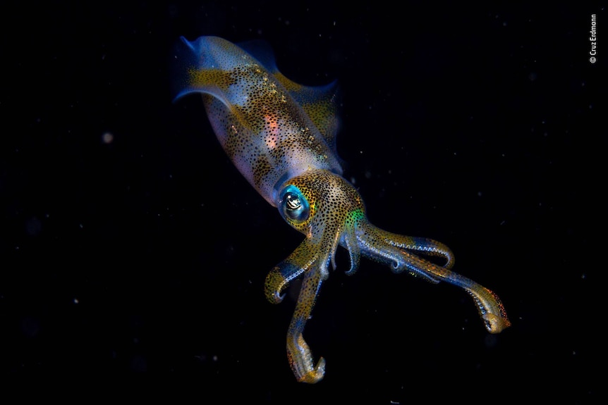 An iridescent big fin reef squid.