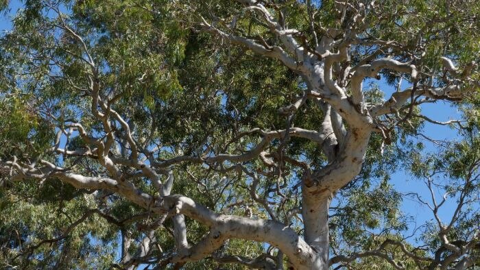 The towering crown of a river red gum