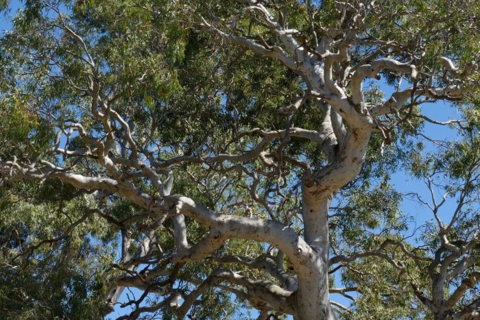 The top of a large tree.