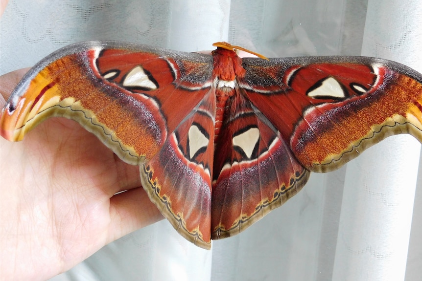 A large moth perched on the fingers of an outstretched human hand. Its left wing is the same length of the fingers.