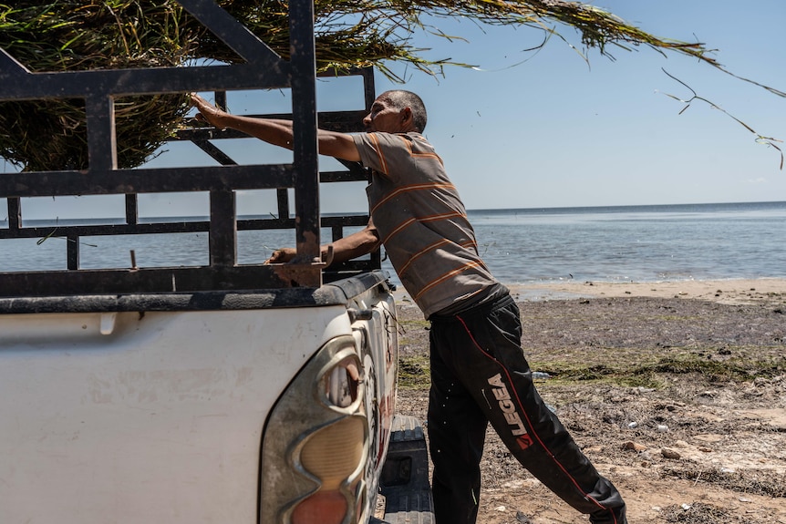 A man in striped shirt and track pants leans up to pull sea grass from a rack on the back of a ute