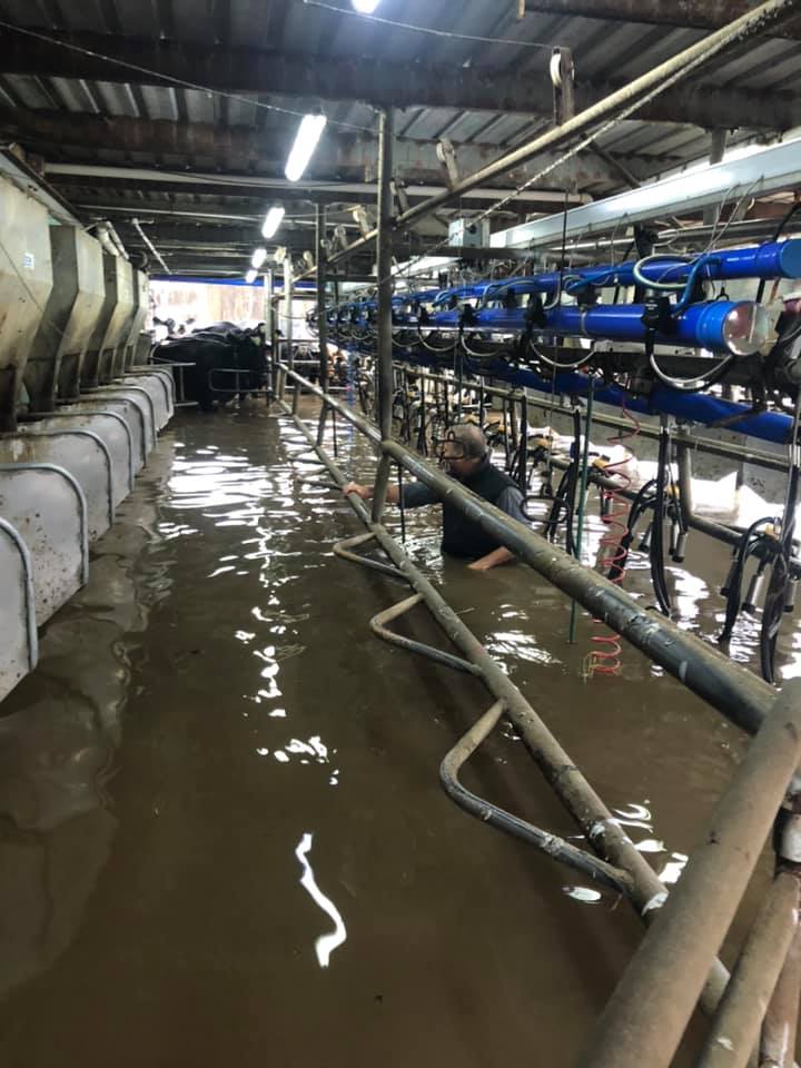 A man stands in a dairy with brown water up to his chest with dairy cows in the background. 