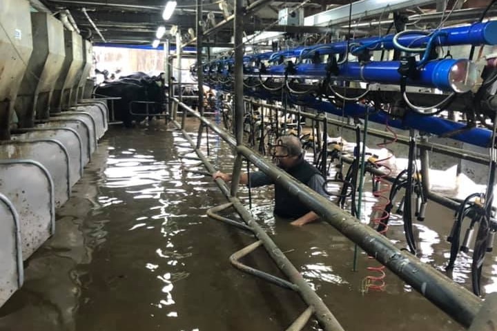 A man stands in a dairy with brown water up to his chest with dairy cows in the background. 