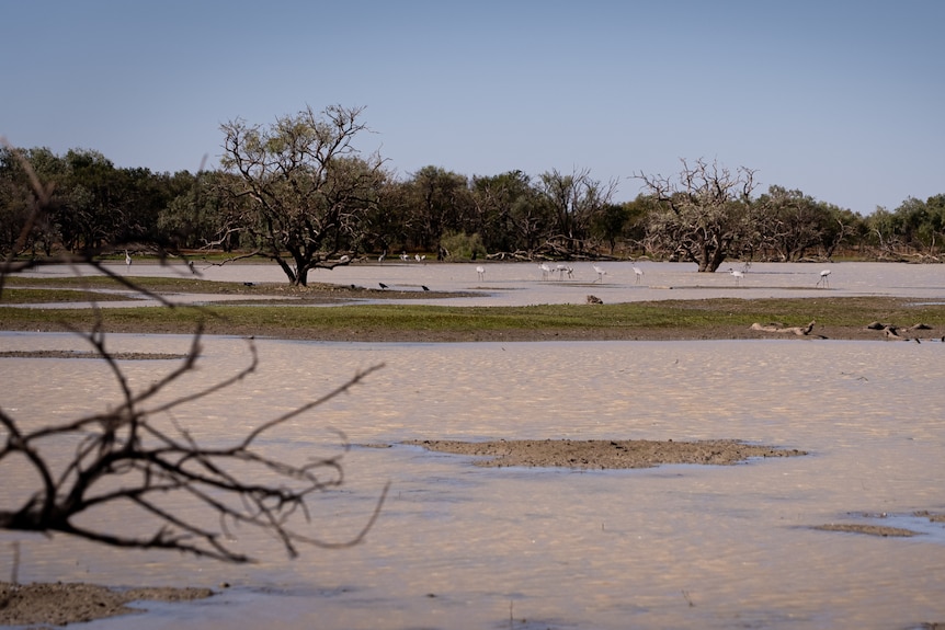 A landscape photo of a wetland area including mangrove trees and birds.