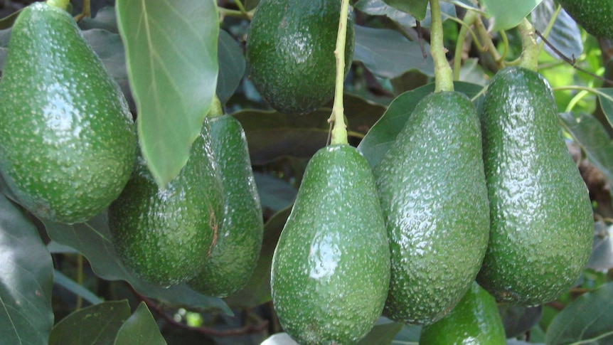 Shepard avocados almost ripe for the picking