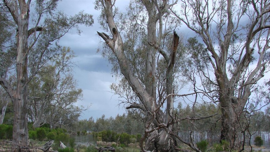 Red gums along the Murray River in northern Victoria.