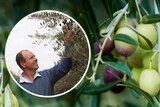 A composite image of a man touching some olives on a tree, and an aerial shot of an olive grove.