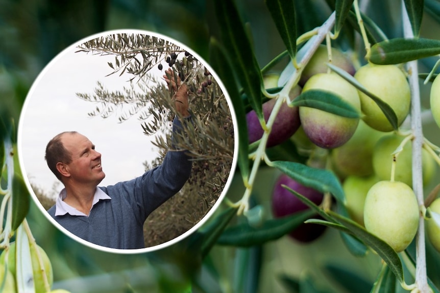 A composite image of a man touching some olives on a tree, and an aerial shot of an olive grove.