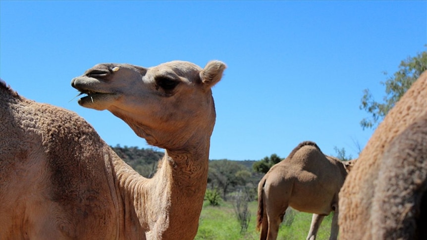 Camels eating up close