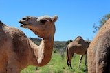 Camels eating up close