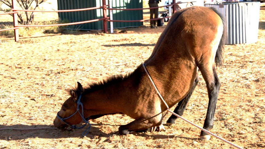 A picture of a horse in a yard kneeling on one front leg. A rope is round the horses leg.