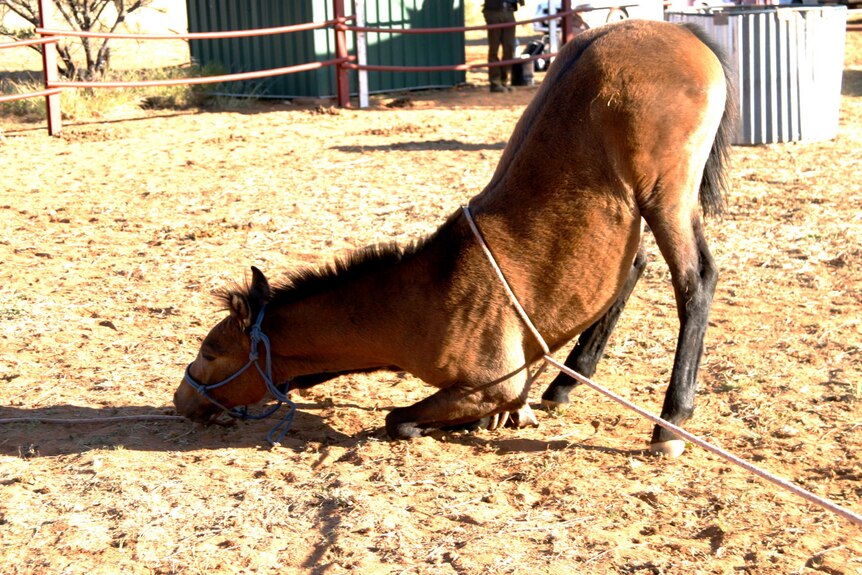 A picture of a horse in a yard kneeling on one front leg. A rope is round the horses leg.