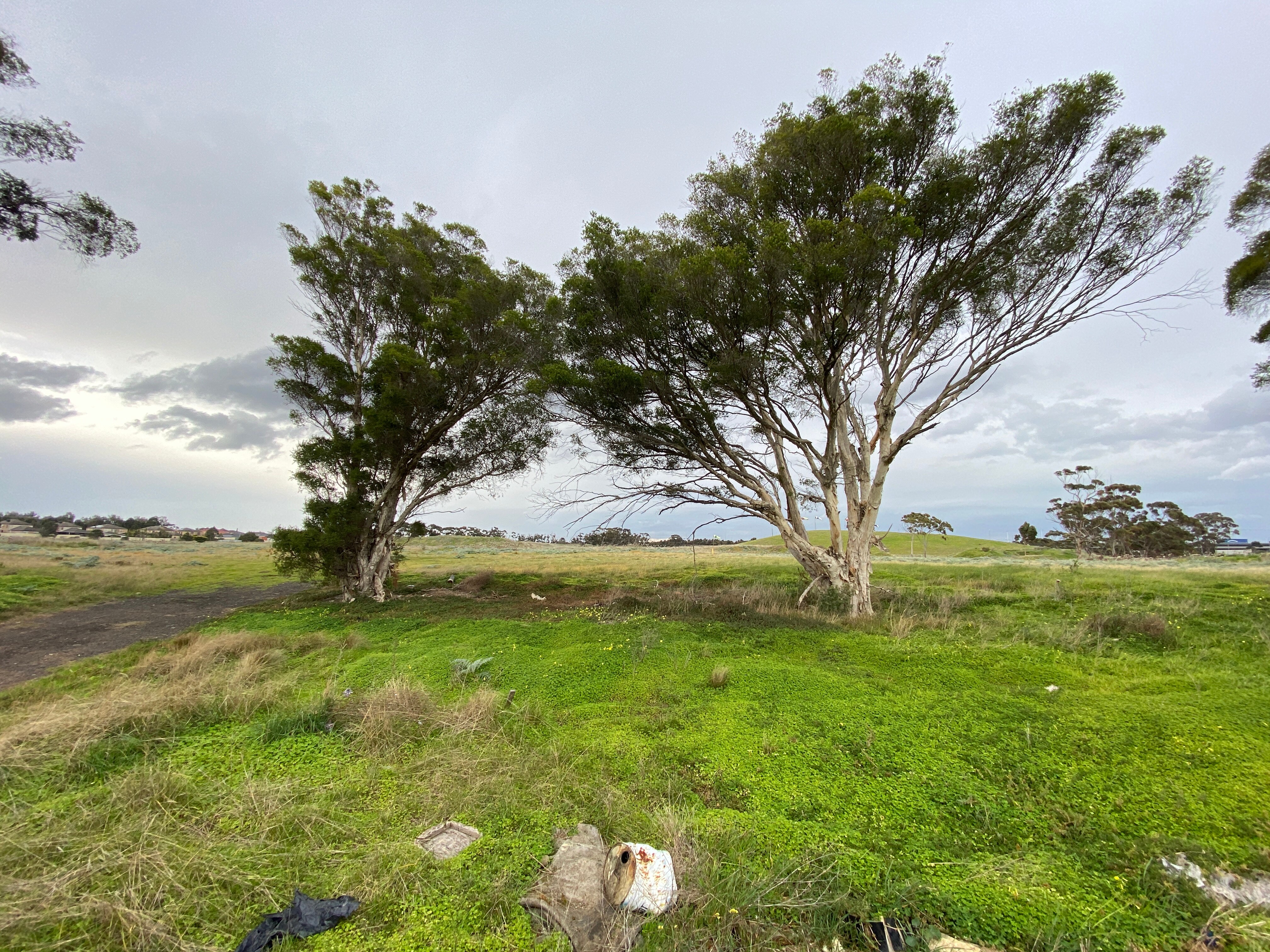 Two trees in an open field