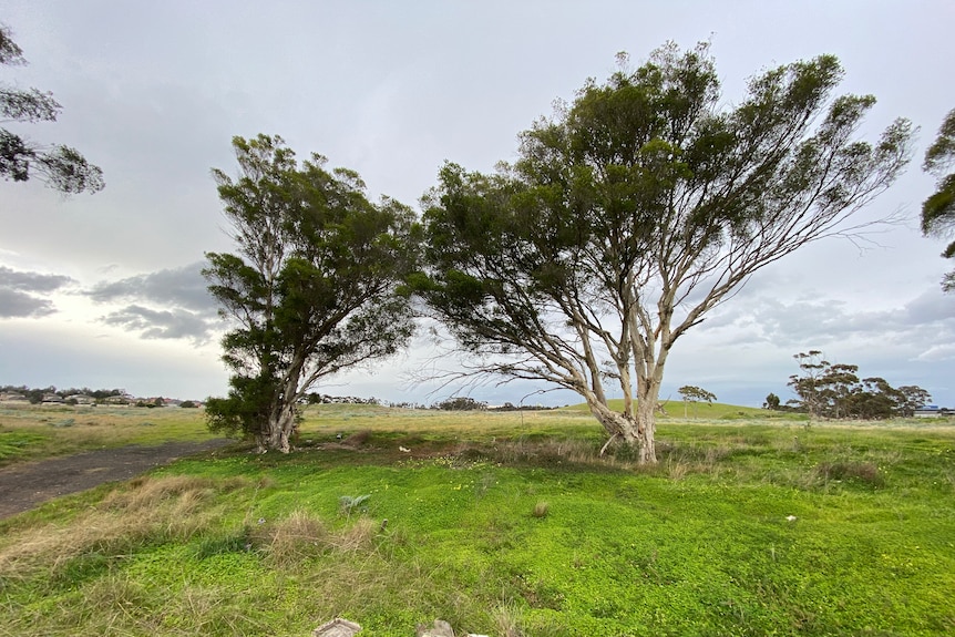 Two trees in an open field