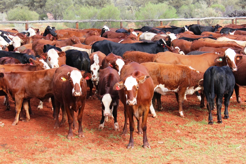 A close shot of cattle in a yard.