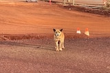 Dingo standing in red dirt of mine site