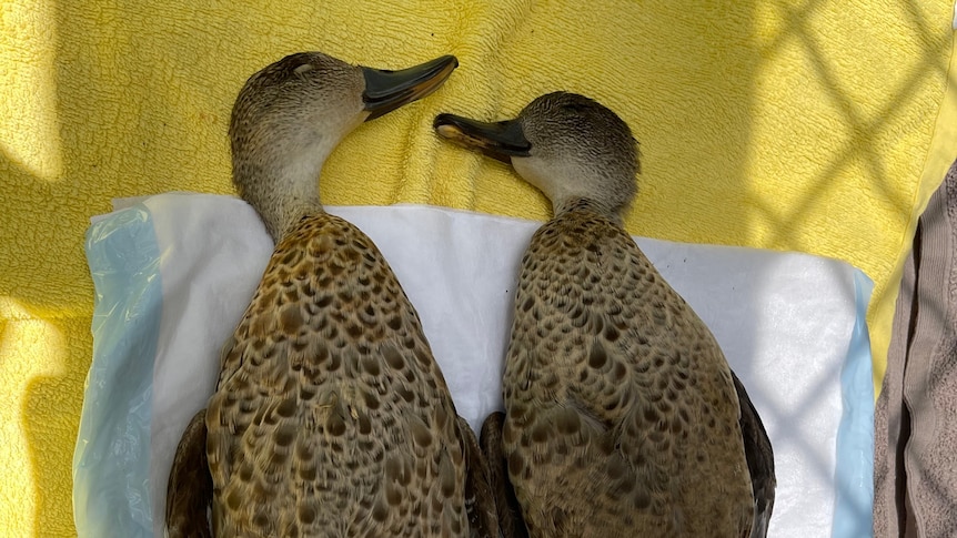 A photo of two dead ducks 