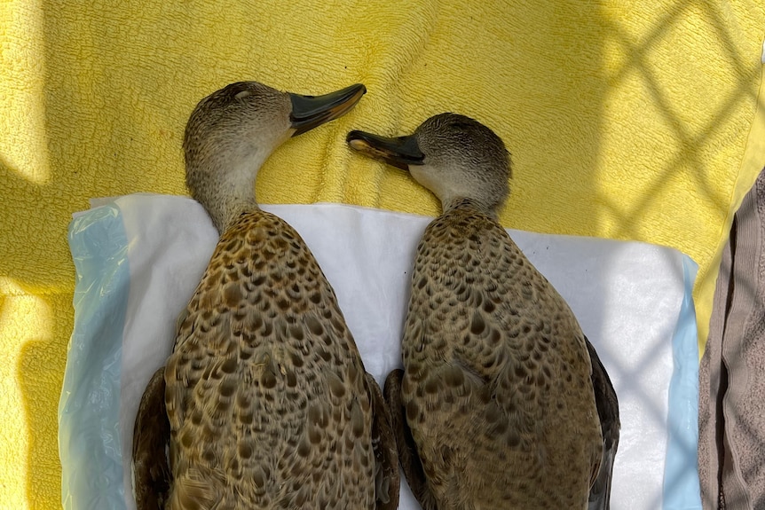 A photo of two dead ducks 