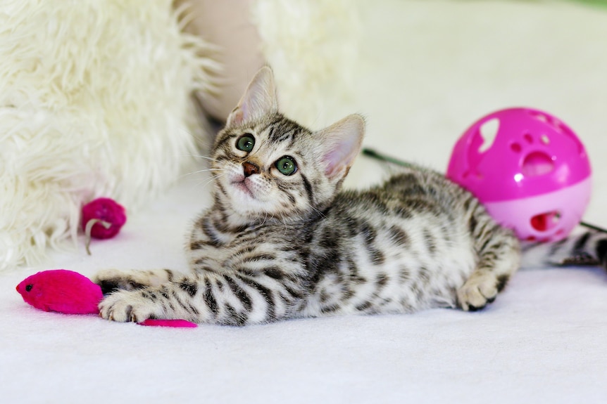 A grey and white kitten with blue eyes looks up while holding a pink toy mouse. Nearby are other pink cat toys. 