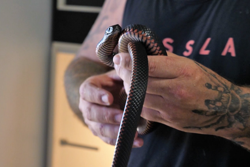 A red-bellied black snake held in the hands of a man with tattoos.