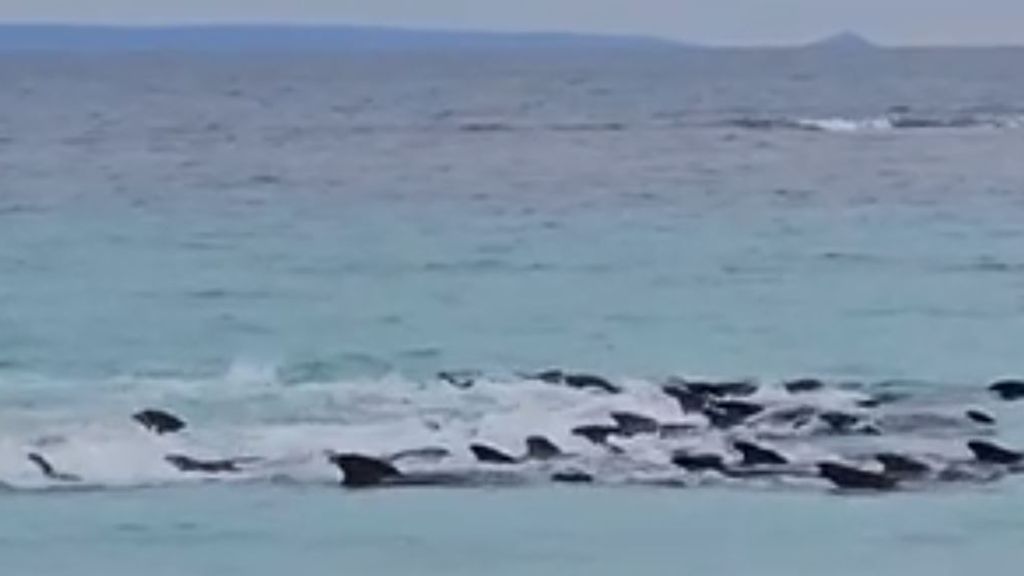 Whales in mass stranding on Western Australia beach. The strange annual  phenomenon of beaching that inspired Kojima to write Death Stranding : r/ DeathStranding
