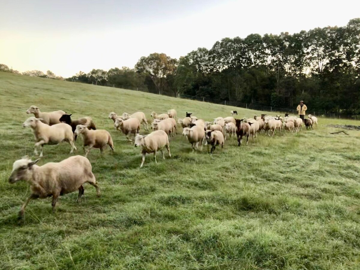 Sheep Gathering At The Burial Site For Maddi The Dog Abc News