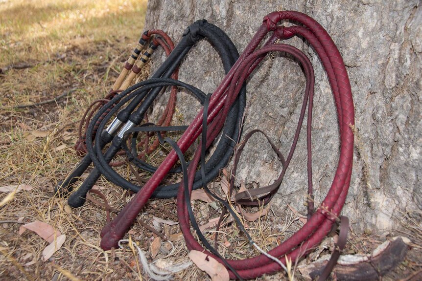 Three leather whips resting against a tree from smallest on the left to largest on the right