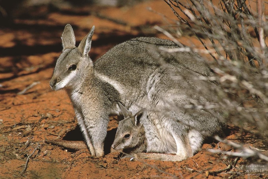 Bridled nailtail wallaby