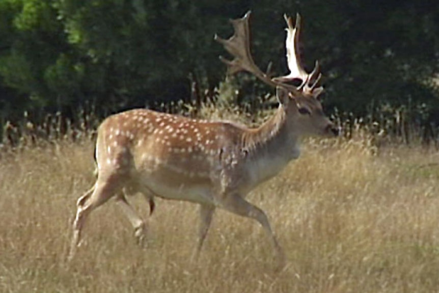 Farmers want to commercially harvest feral deer, recreational hunters not happy.