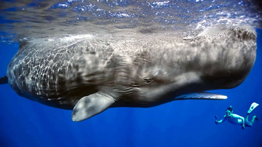 A sperm whale swims alongside a diver in Dominica, Caribbean.