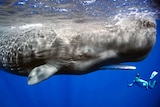 A sperm whale swims alongside a diver in Dominica, Caribbean.